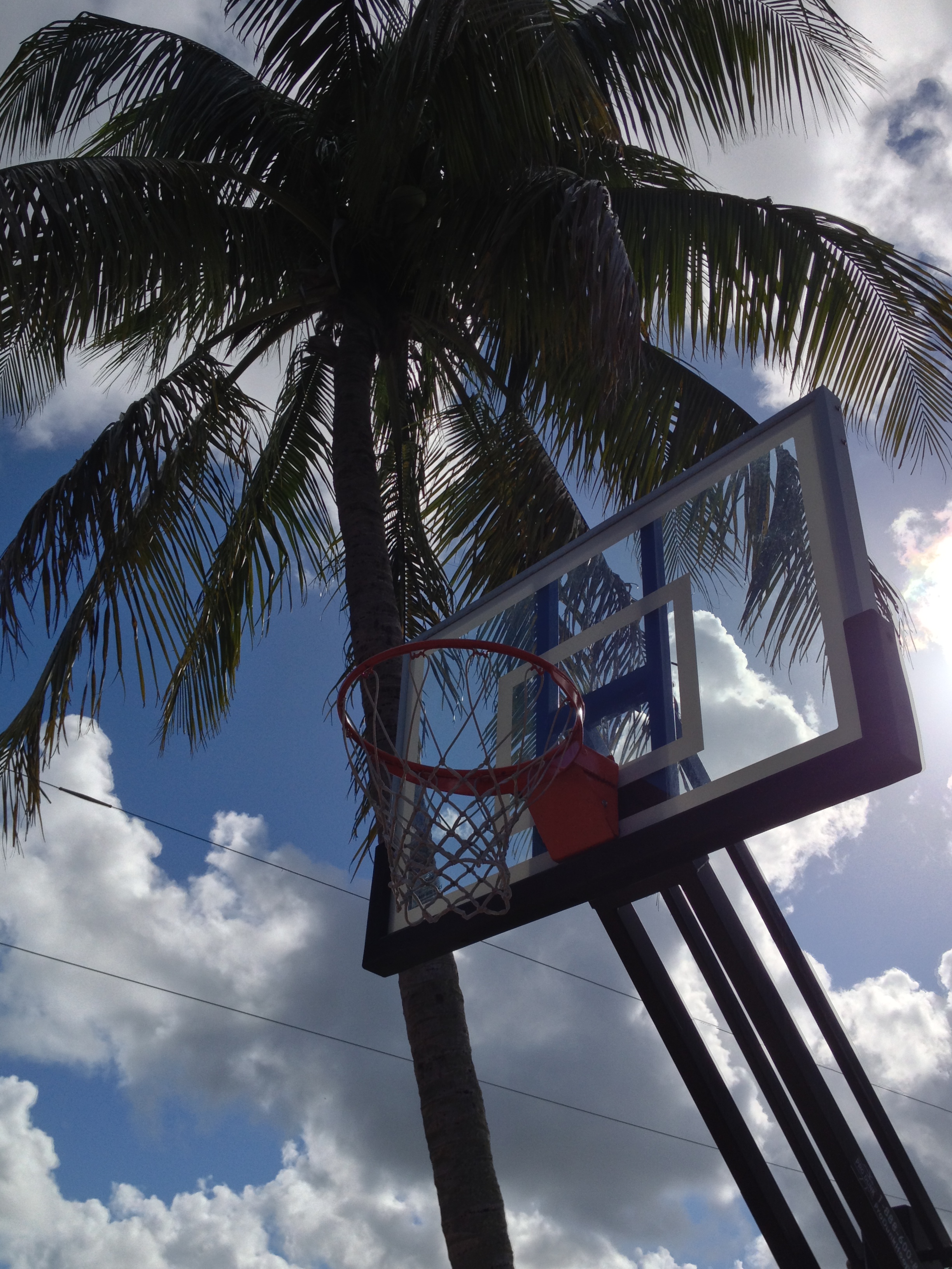 This upward shot shows Florida's well known palm trees above this Pro Dunk Silver Basketball system.