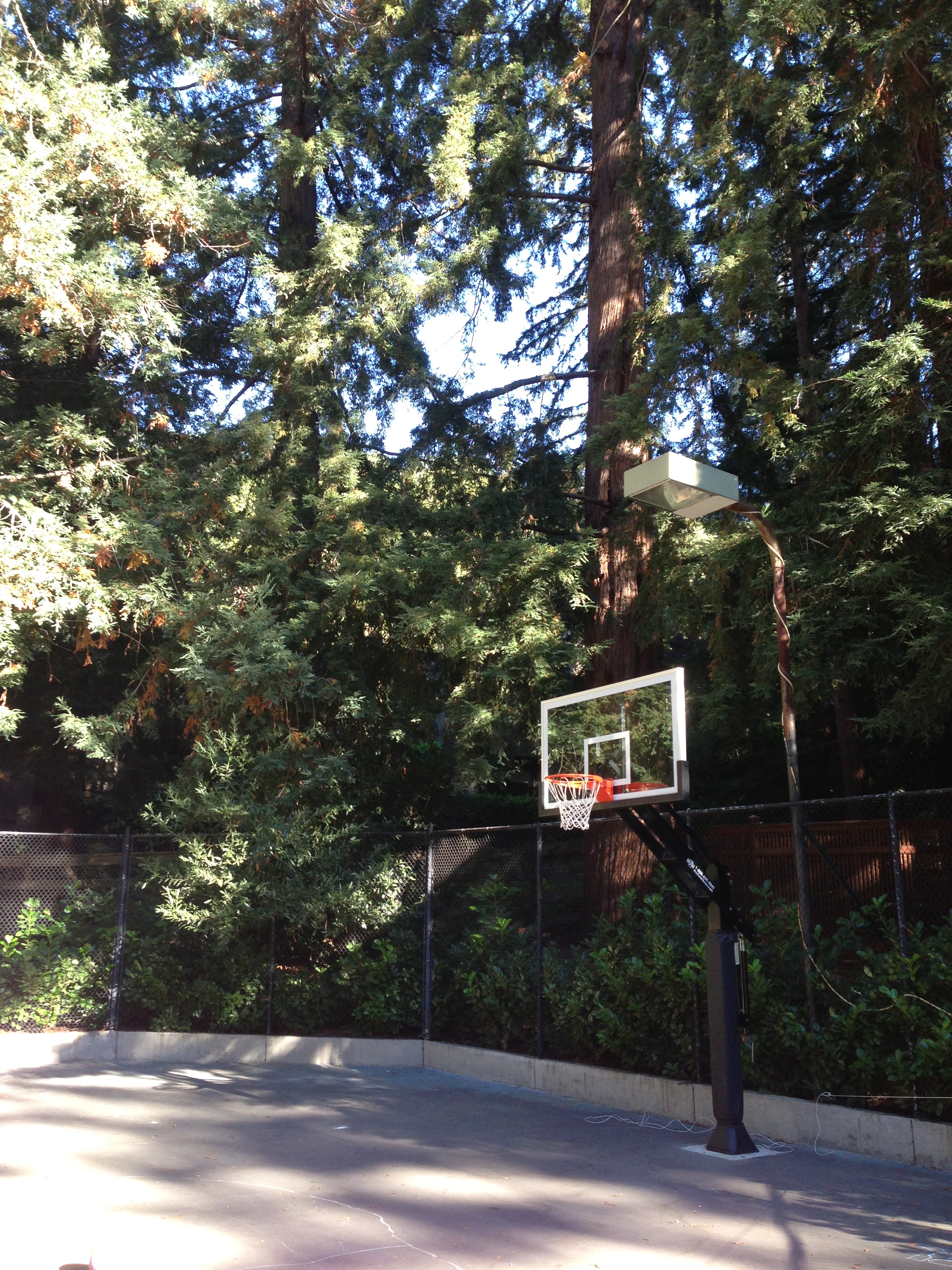 Looking at the Pro Dunk Platinum from an angle on a concrete slab in an evergreen forest.